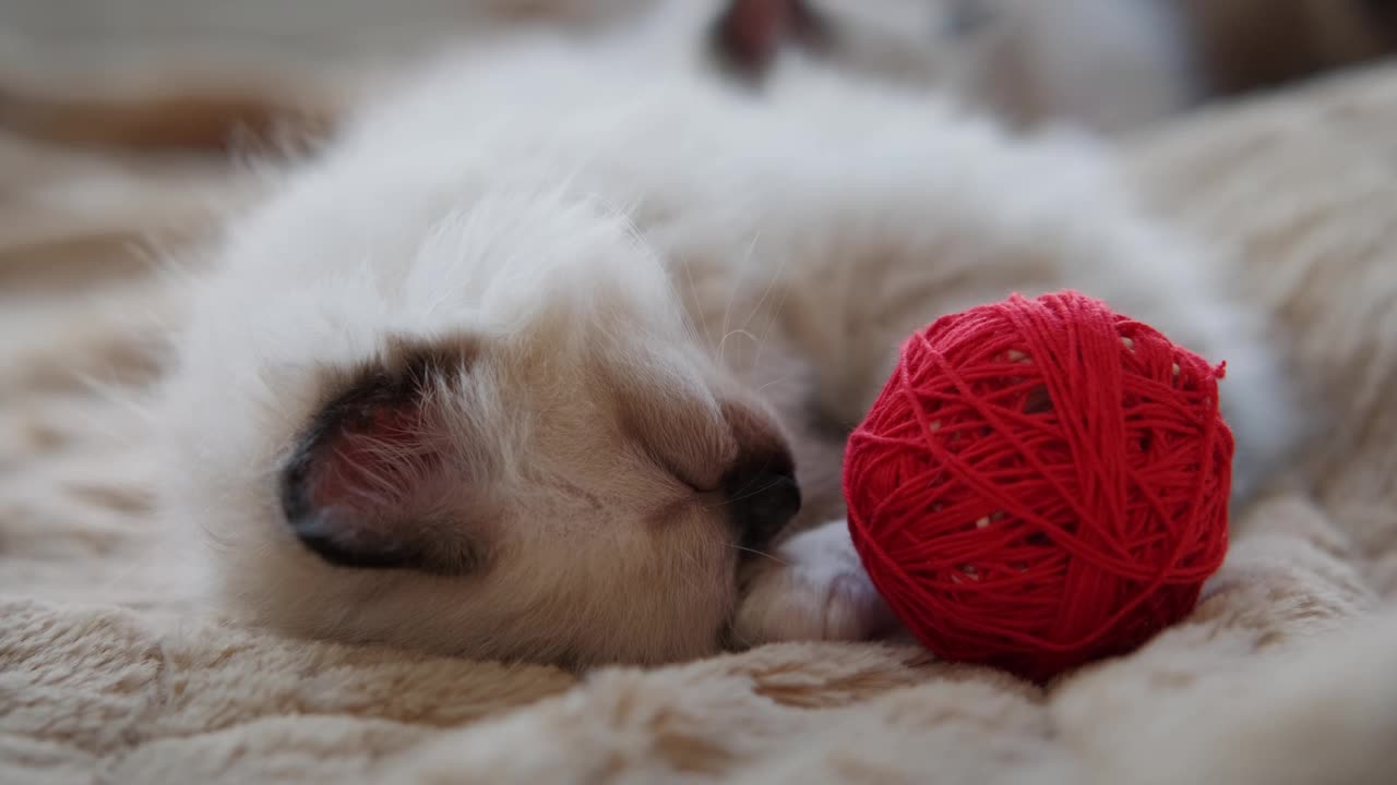 小猫的慢动作俯视图睡在家里的红球旁边。视频素材