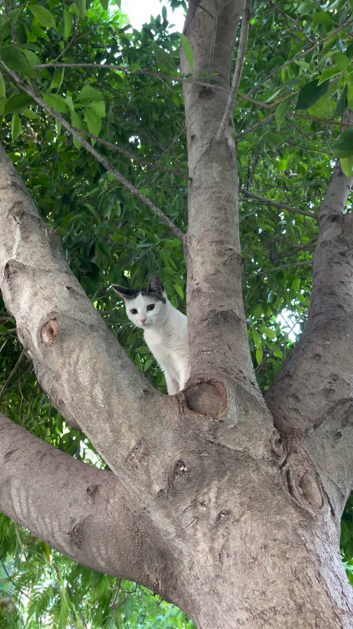 树上的猫视频素材