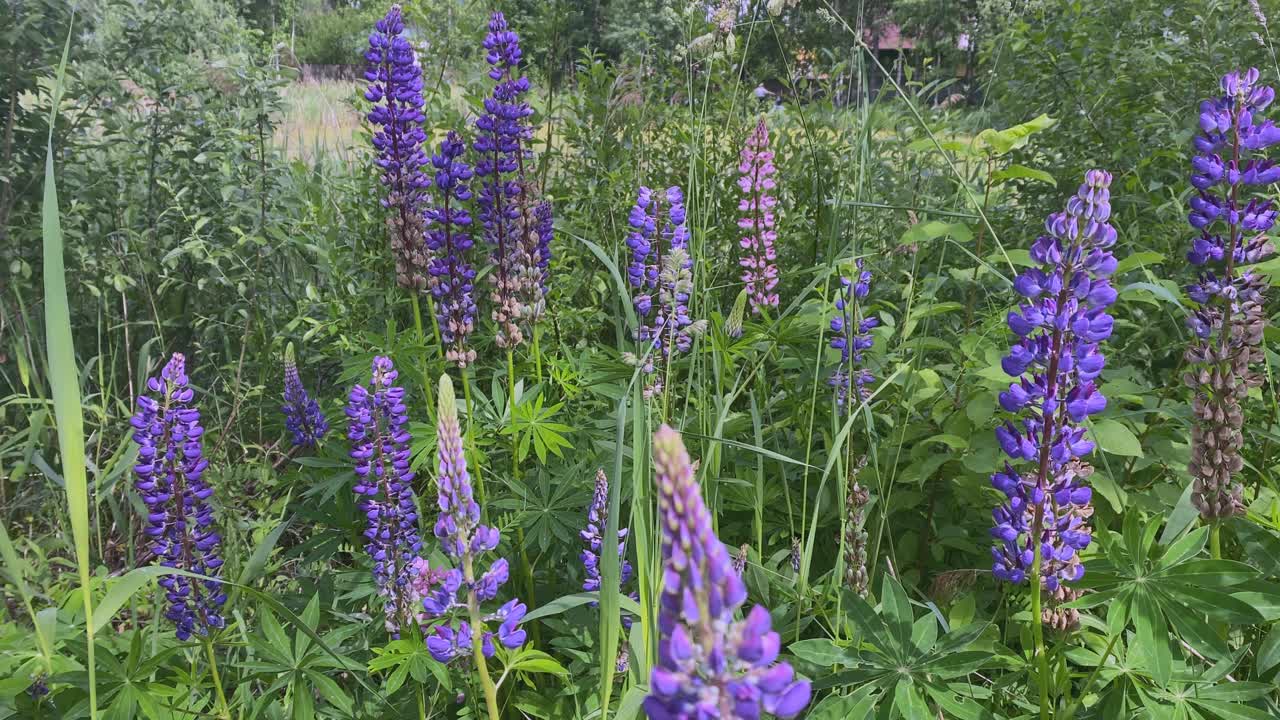 一只大黄蜂昆虫在羽扇豆地里为紫色羽扇豆花授粉。野生视频素材