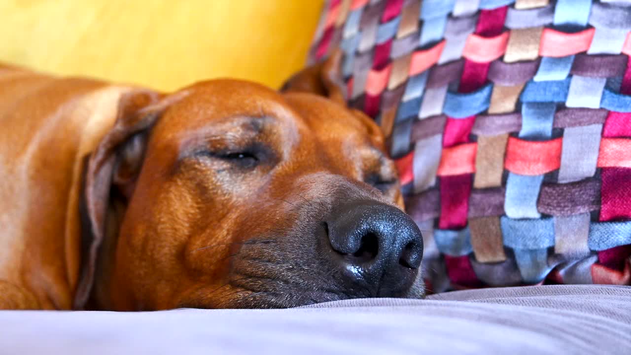 大棕色罗得西亚背脊犬在沙发上睡觉视频素材