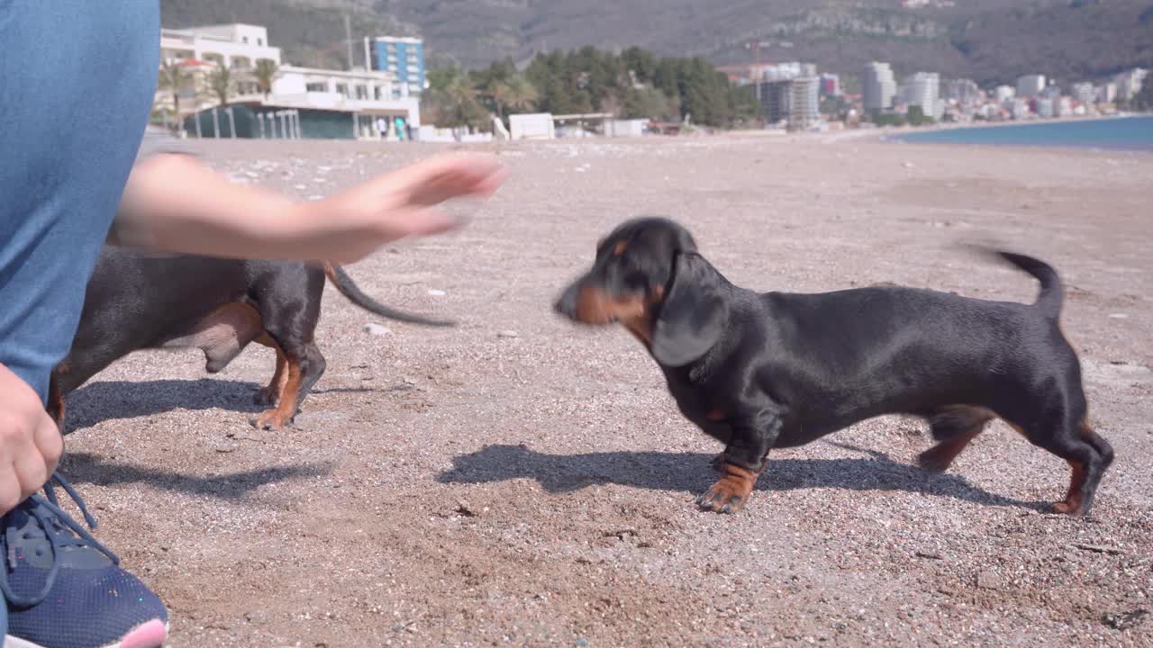 母训犬人或主人攻击有趣的活跃的达克斯小狗与她的手，而愉快地玩在海滩上散步，阳光明媚的一天，近距离视频素材