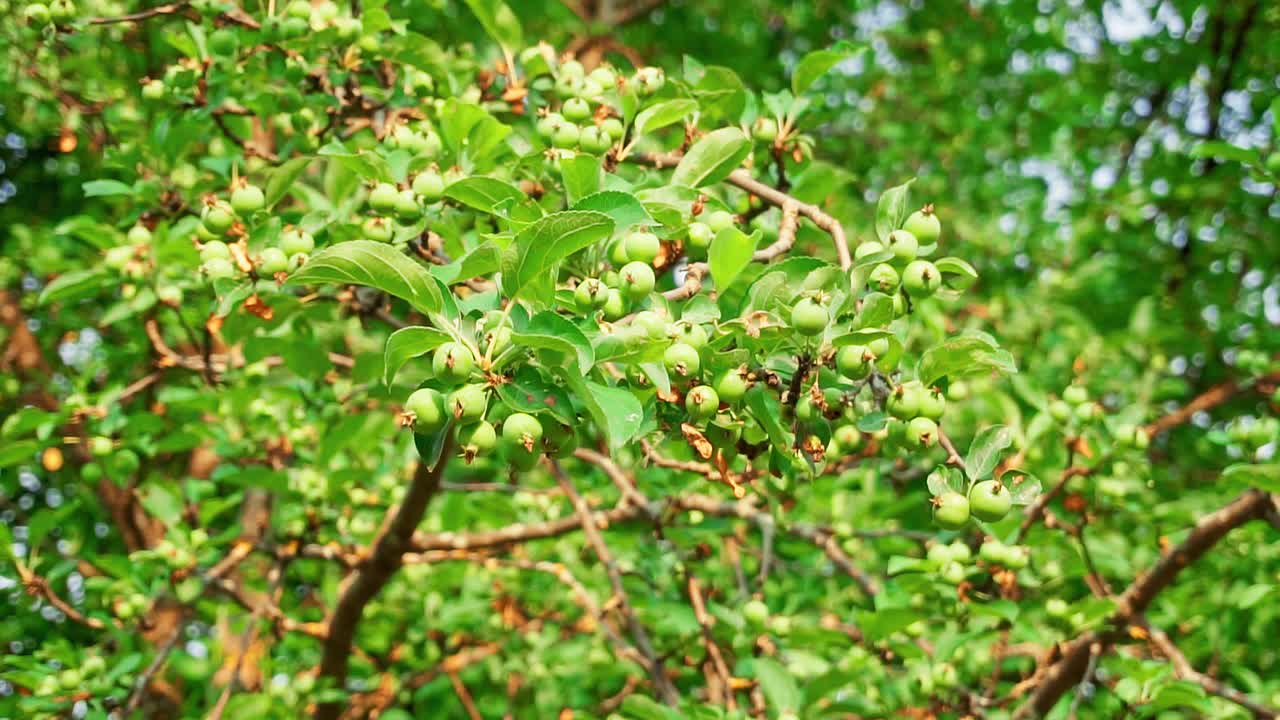 青苹果，在asp的结上。夏季水果和蔬菜的开花期。菜园，菜园，种植成熟的水果视频素材