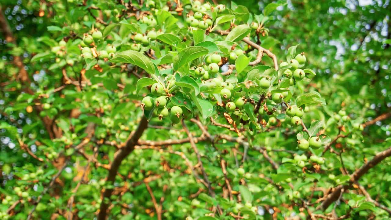 青苹果，在asp的结上。夏季水果和蔬菜的开花期。菜园，菜园，种植成熟的水果视频素材