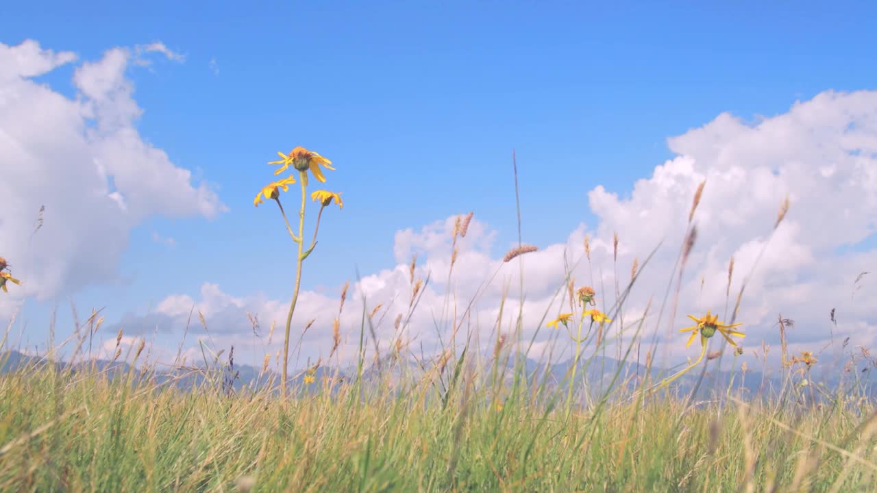 被风吹动的高山花朵视频素材