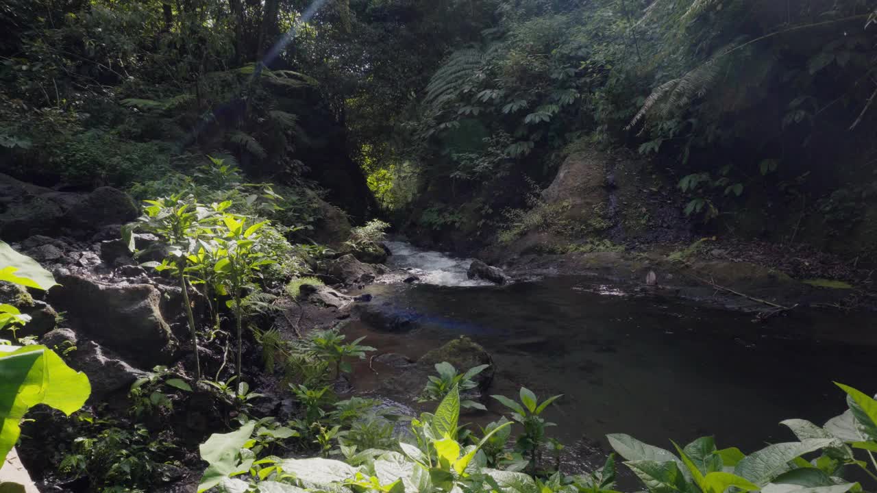 巴厘热带森林里清澈的河流视频素材