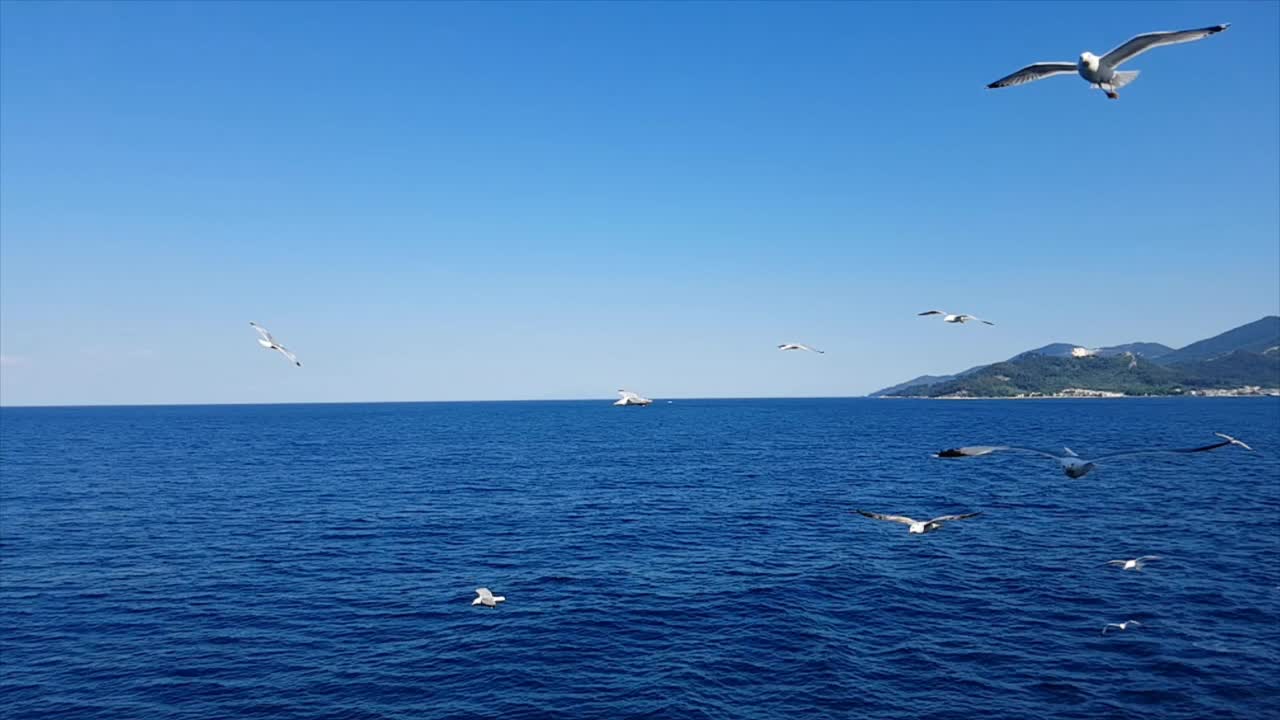 海鸥在海面上飞翔视频素材