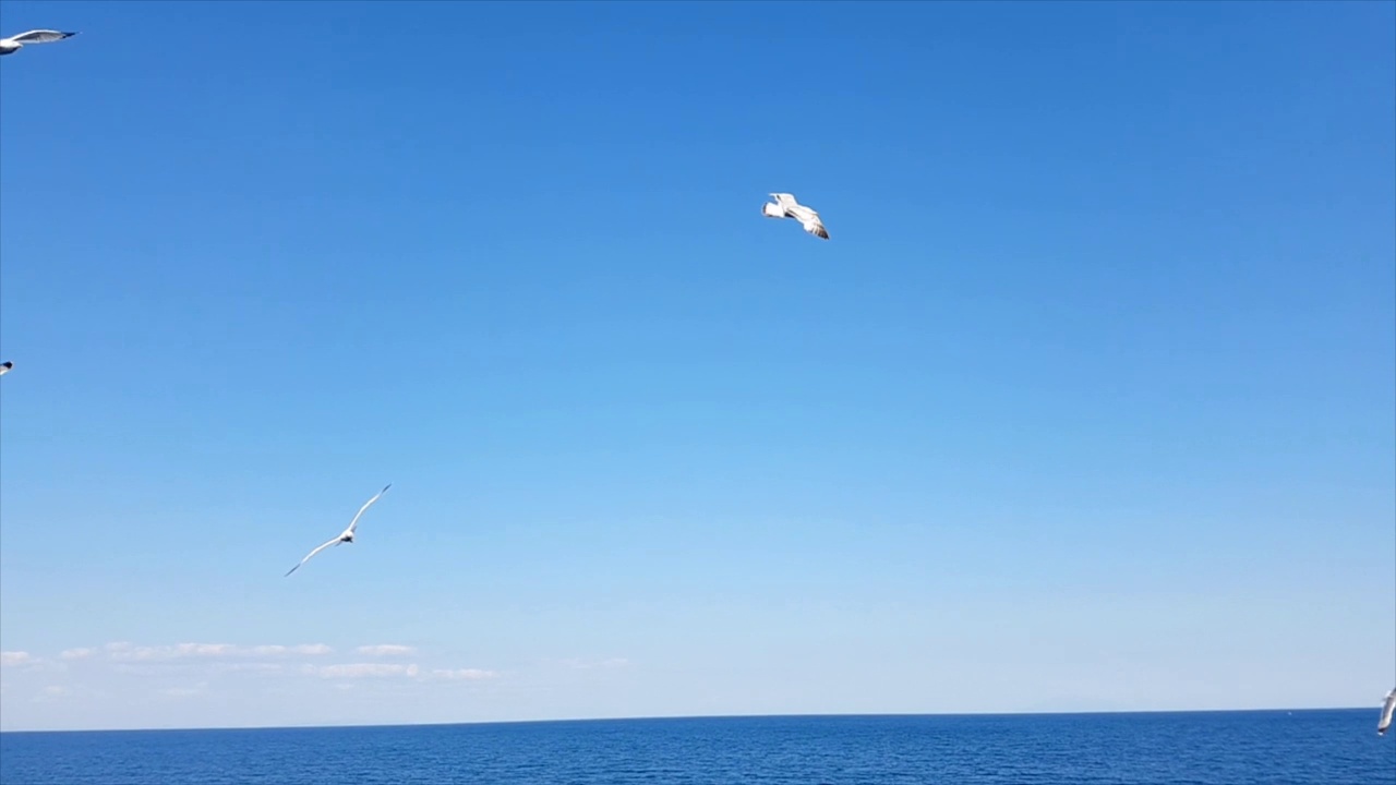 海鸥在海面上飞翔视频素材