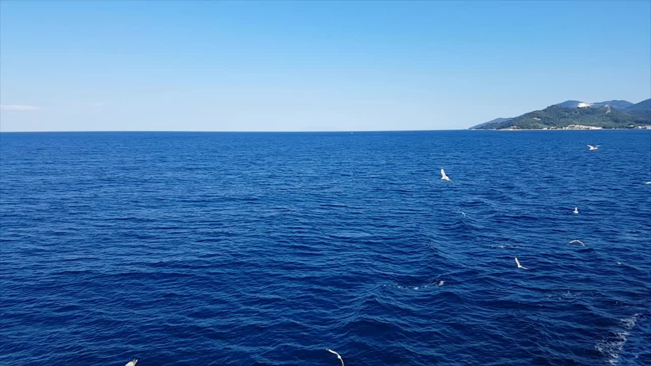 海鸥在海面上飞翔视频素材