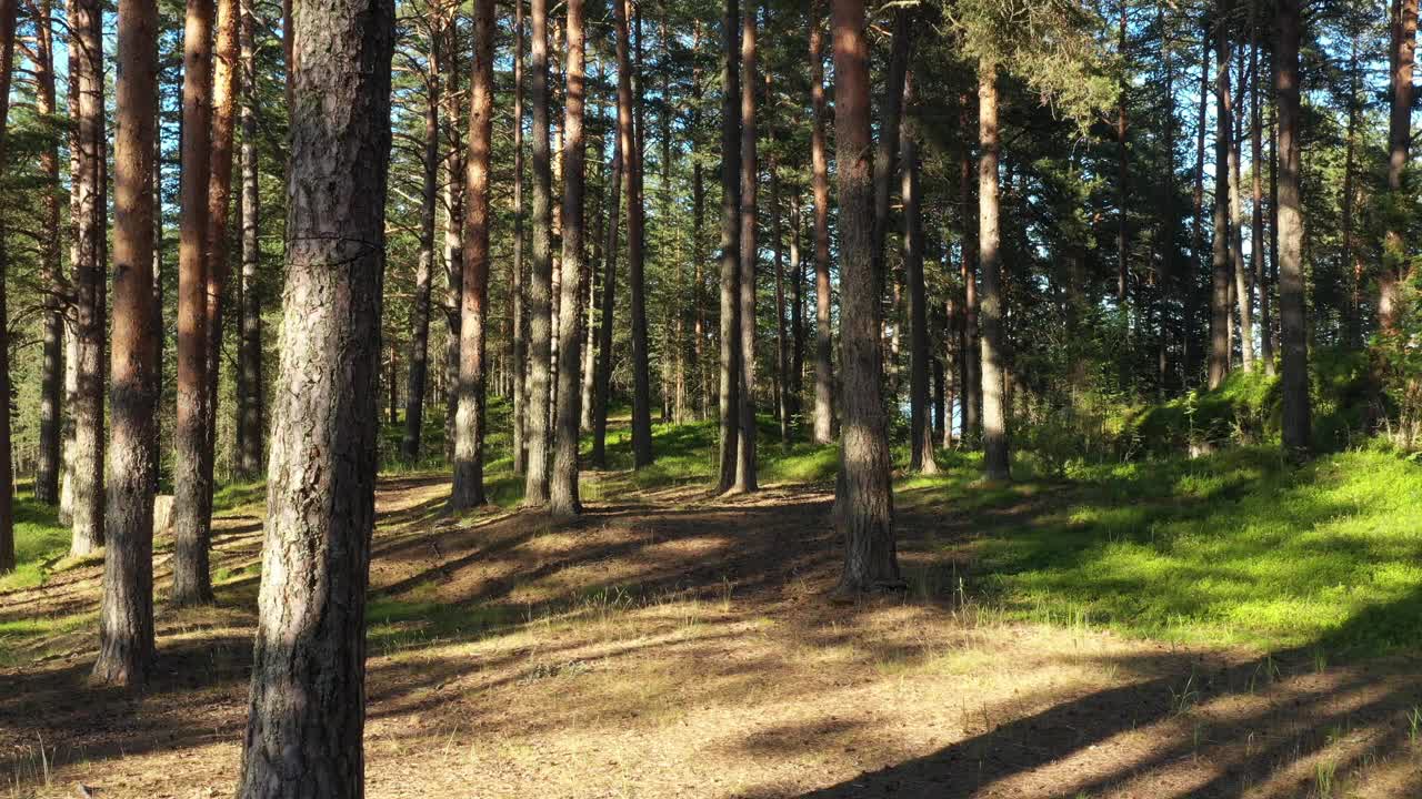 美丽的风景与日出太阳在阳光充足的针叶林。阳光穿过树林在树林里，相机慢镜头在松林视频素材