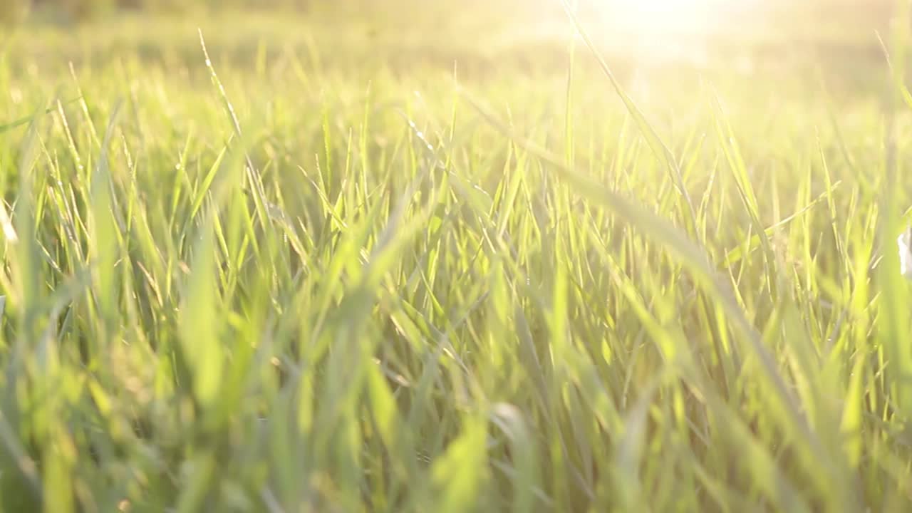 年轻多汁的绿色小草在温暖的落日的映衬下慢慢地从和风中移动视频素材