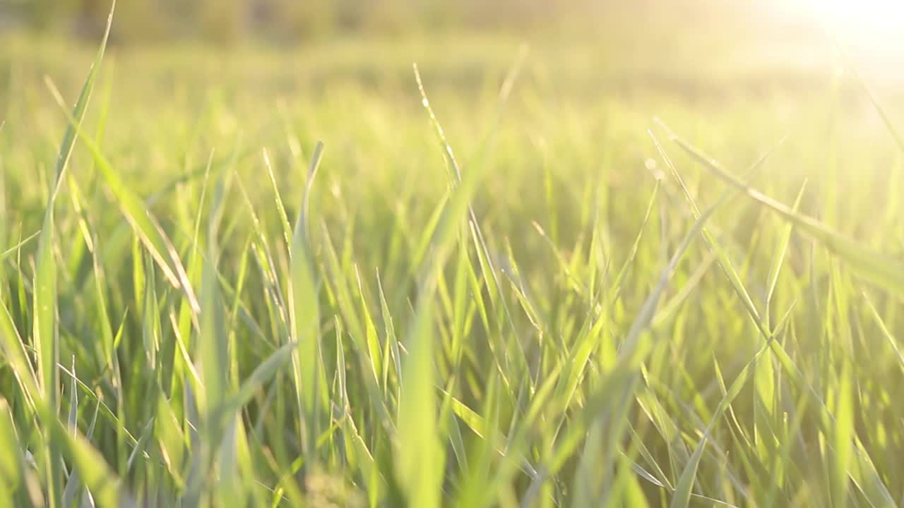 年轻多汁的绿色小草在温暖的落日的映衬下慢慢地从和风中移动视频素材