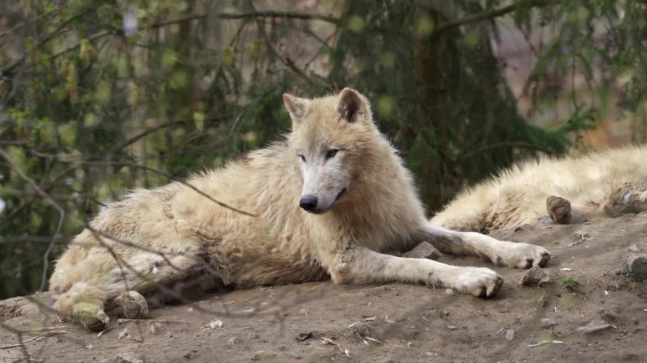 北极狼(Canis lupus arctos)，也称为白狼或极地狼视频素材