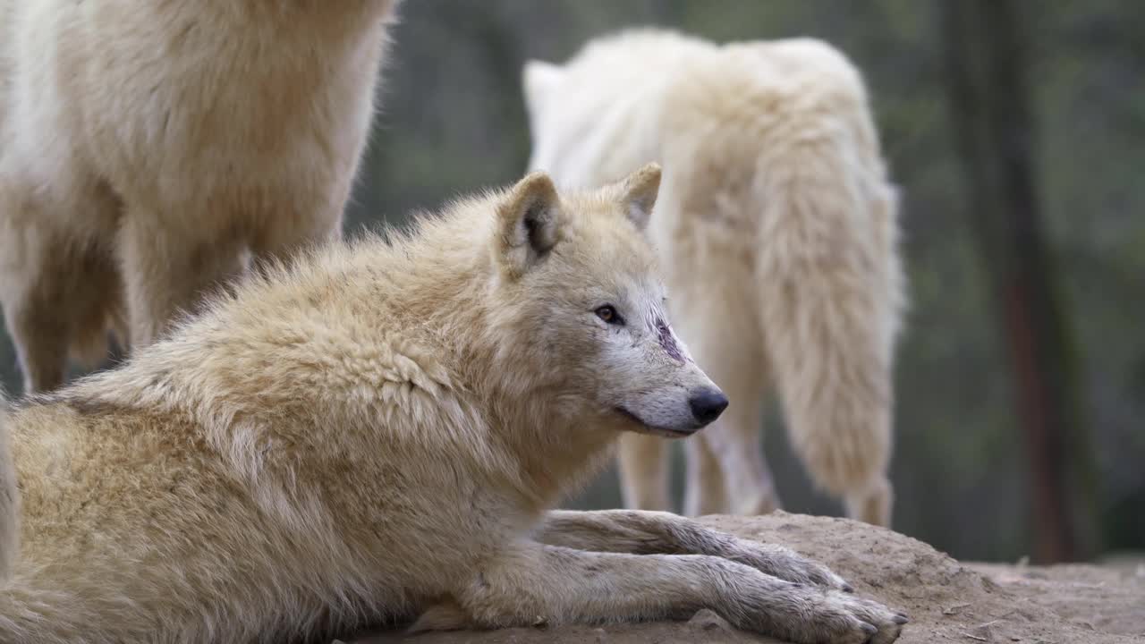 北极狼(Canis lupus arctos)，也称为白狼或极地狼视频素材