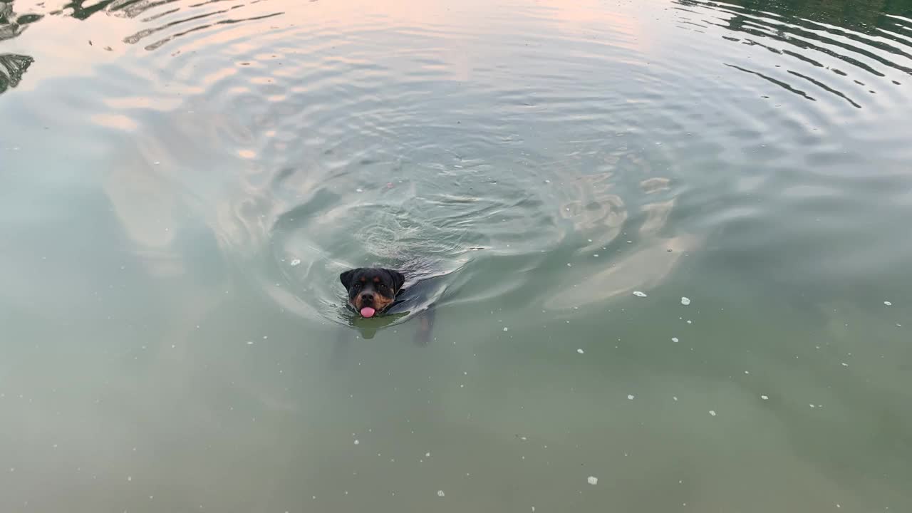 黄昏时分，宠物狗罗威纳犬站在美丽的湖面上快乐地游泳。视频素材