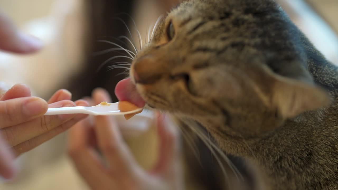 4K年轻的亚洲女人给猫喂宠物零食视频素材