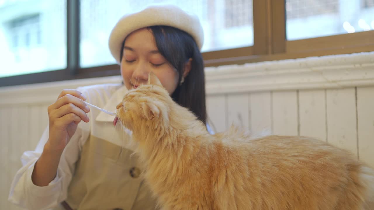 4K年轻的亚洲女人给猫喂宠物零食视频素材