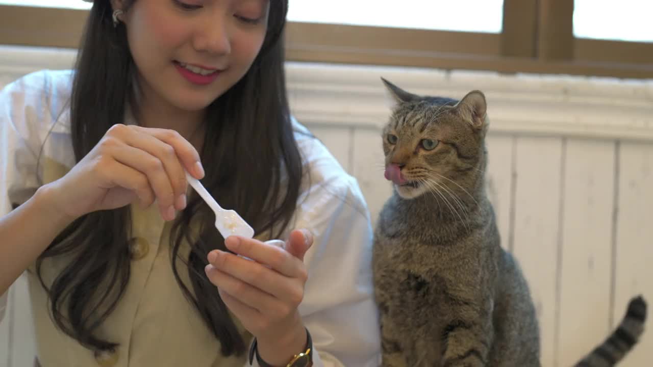 4K年轻的亚洲女人给猫喂宠物零食视频素材