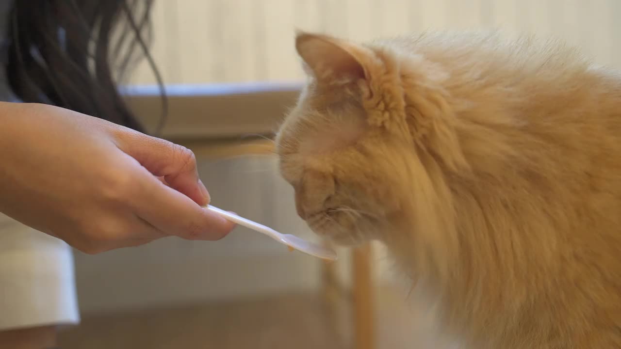 4K年轻的亚洲女人给猫喂宠物零食视频素材