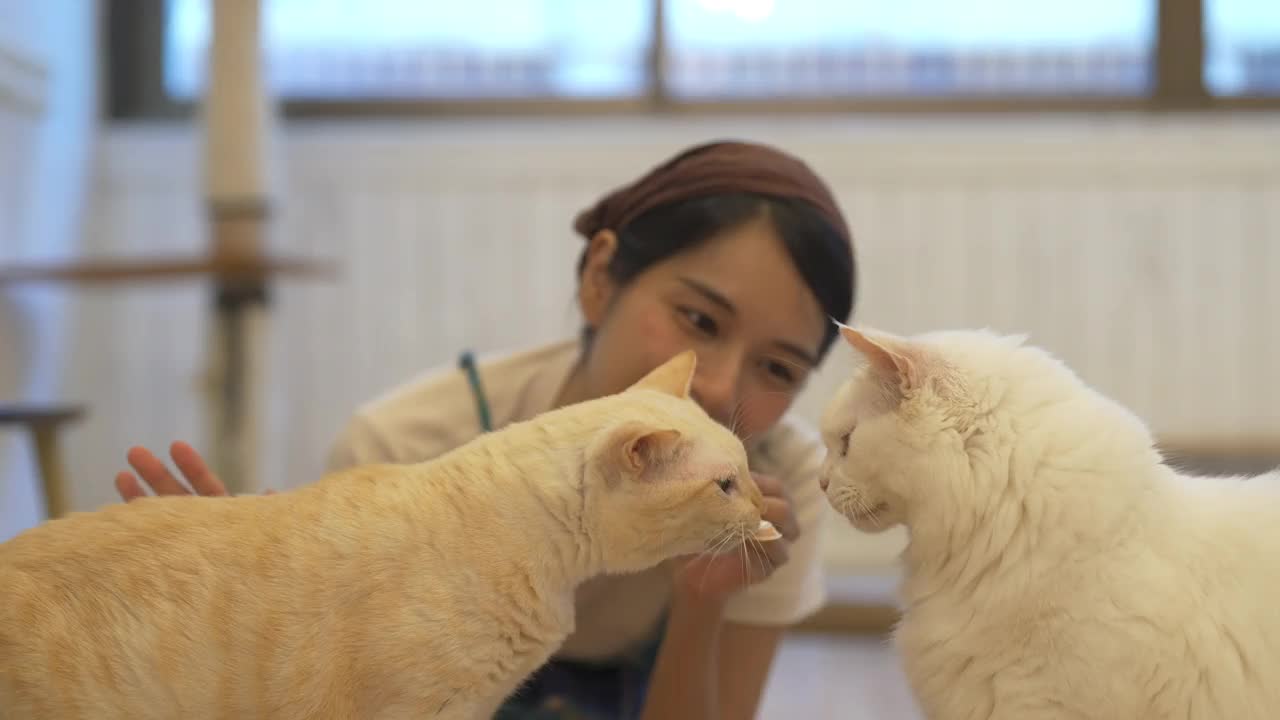 4K年轻的亚洲女人给猫喂宠物零食视频素材