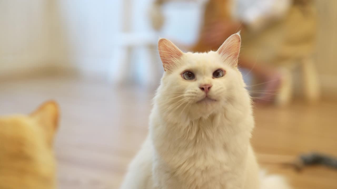 4K年轻的亚洲女人给猫喂宠物零食视频素材