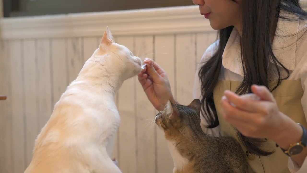 4K年轻的亚洲女人给猫喂宠物零食视频素材