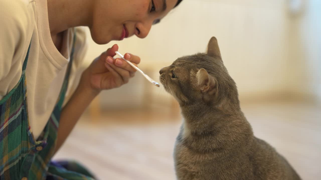 4K年轻的亚洲女人给猫喂宠物零食视频素材