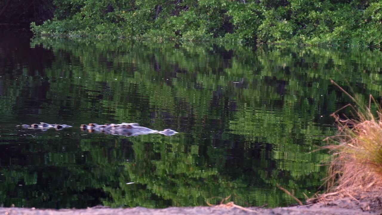 鳄鱼在水里游视频素材