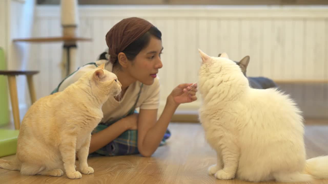 4K年轻的亚洲女人给猫喂宠物零食视频素材