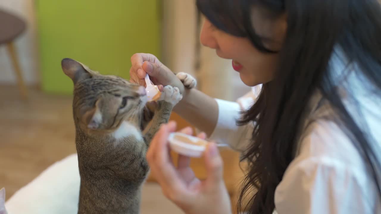 4K年轻的亚洲女人给猫喂宠物零食视频素材