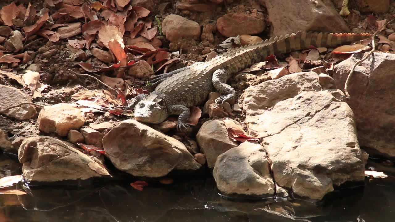 非洲——鳄鱼视频素材