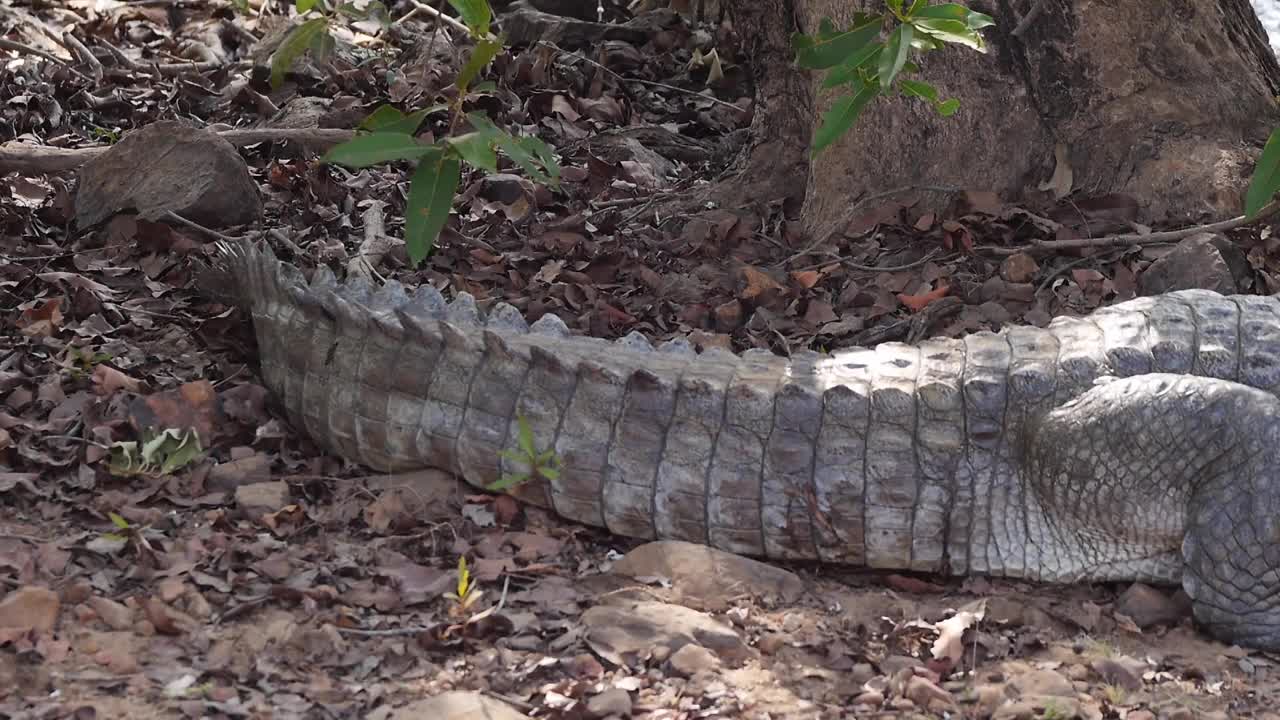 非洲——鳄鱼视频素材