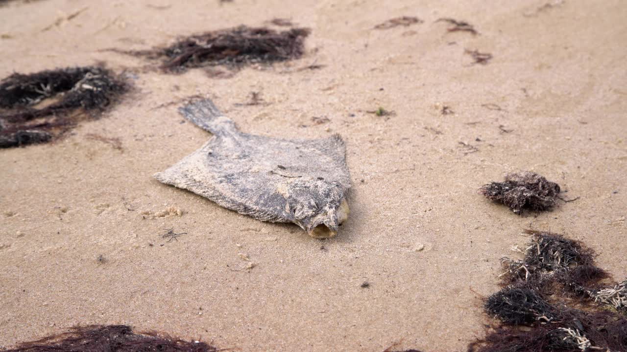 海边沙滩上的死比目鱼。水污染，环境灾难。海岸边的死鱼。视频素材