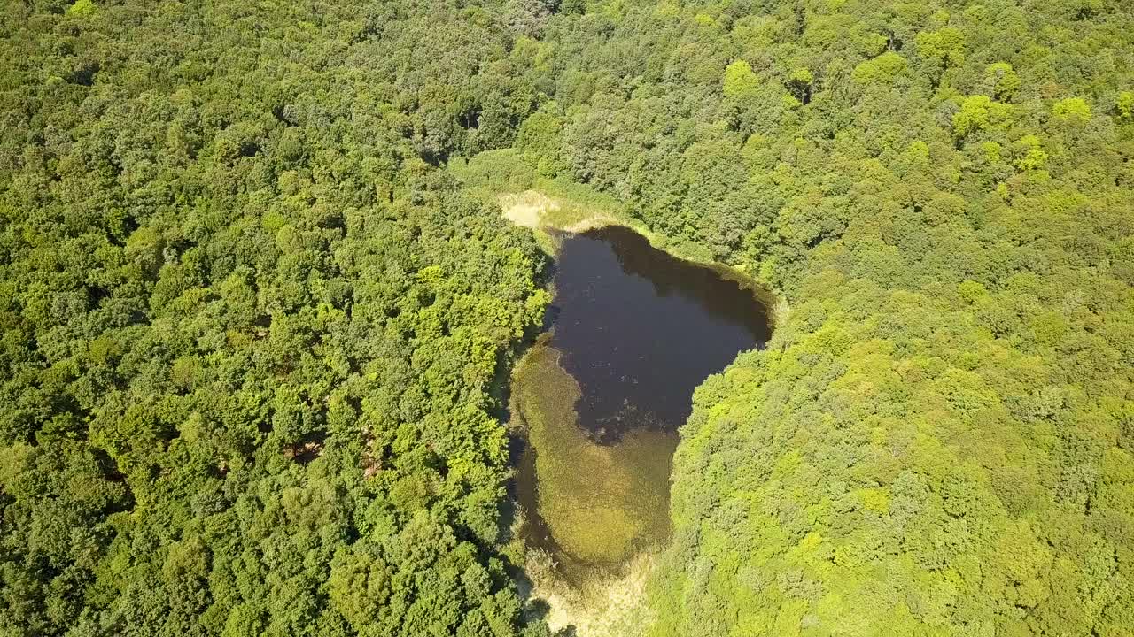 鸟瞰图的一个小森林湖在绿色茂密的树林中在夏天。视频素材