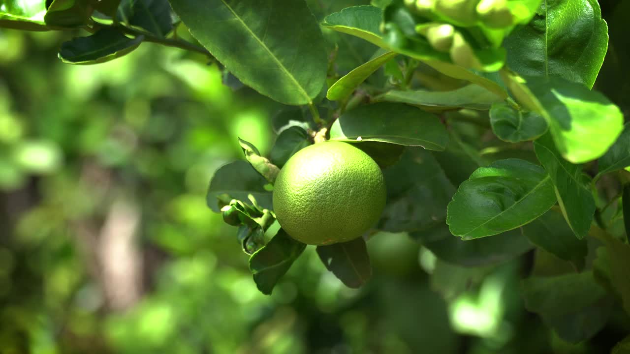 酸橙树上的果实视频素材