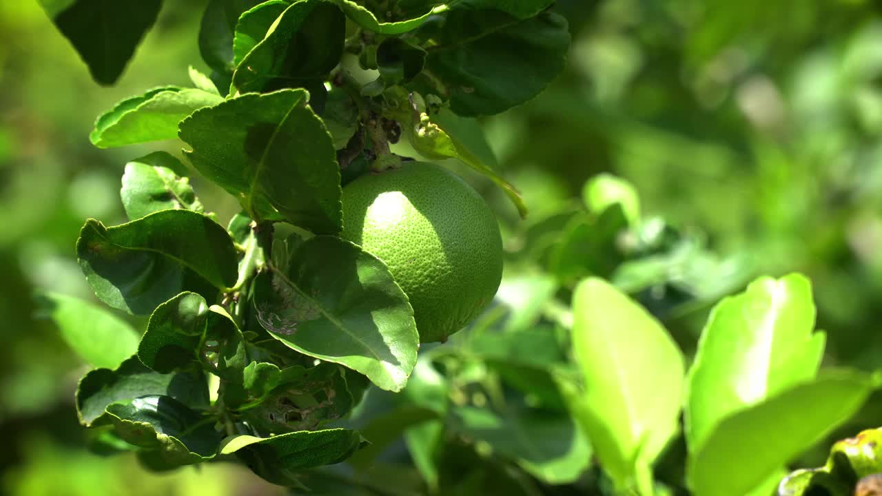 酸橙树上的果实视频素材