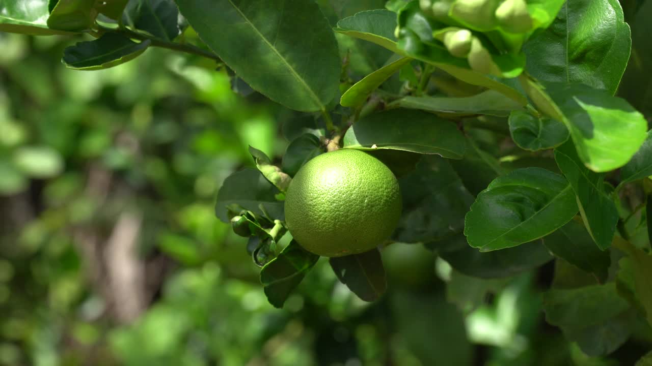 酸橙树上的果实视频素材