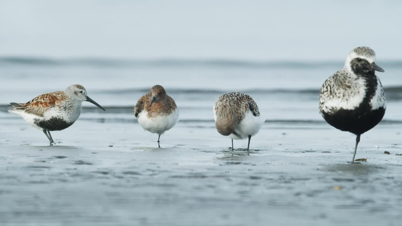 dunlin, Sanderling和Grey珩视频素材