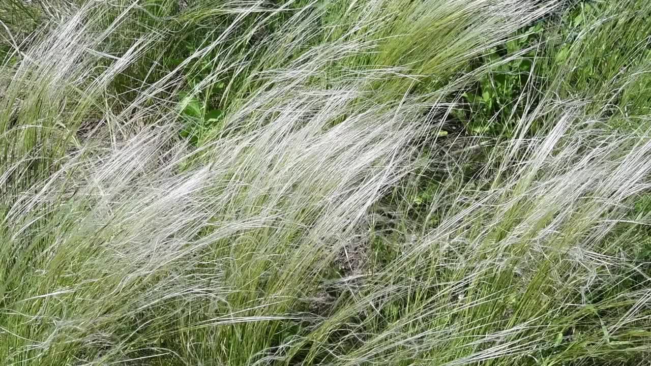 被称为墨西哥羽毛草的蒲苇随风摇摆视频素材