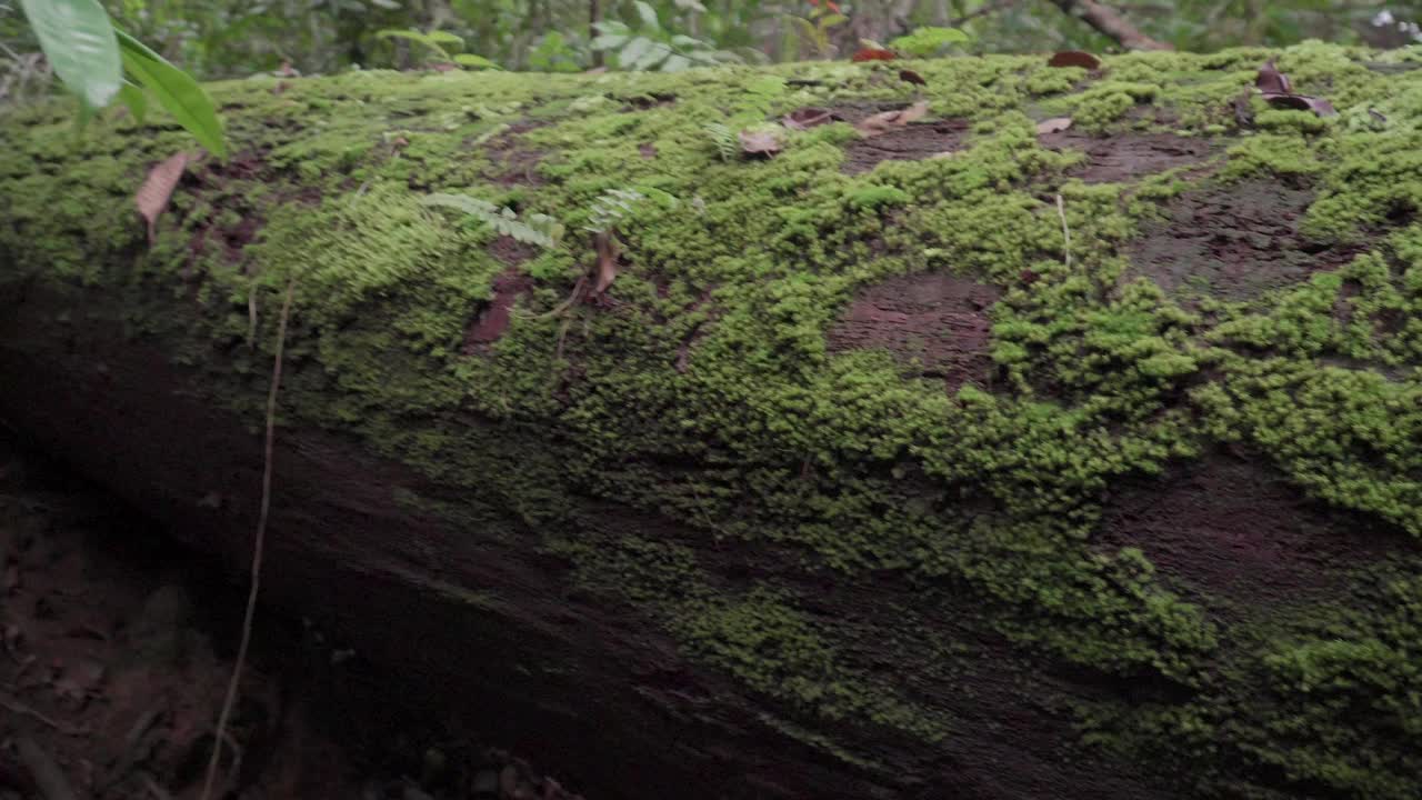 森林中生长在倒下的树干上的苔藓。丛林里长满苔藓的死树。热带雨林中躺在地上长满苔藓的圆木。自然景观。视频素材