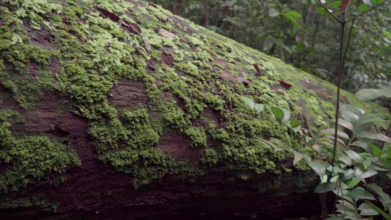 森林中生长在倒下的树干上的苔藓。丛林里长满苔藓的死树。热带雨林中躺在地上长满苔藓的圆木。自然景观。视频素材