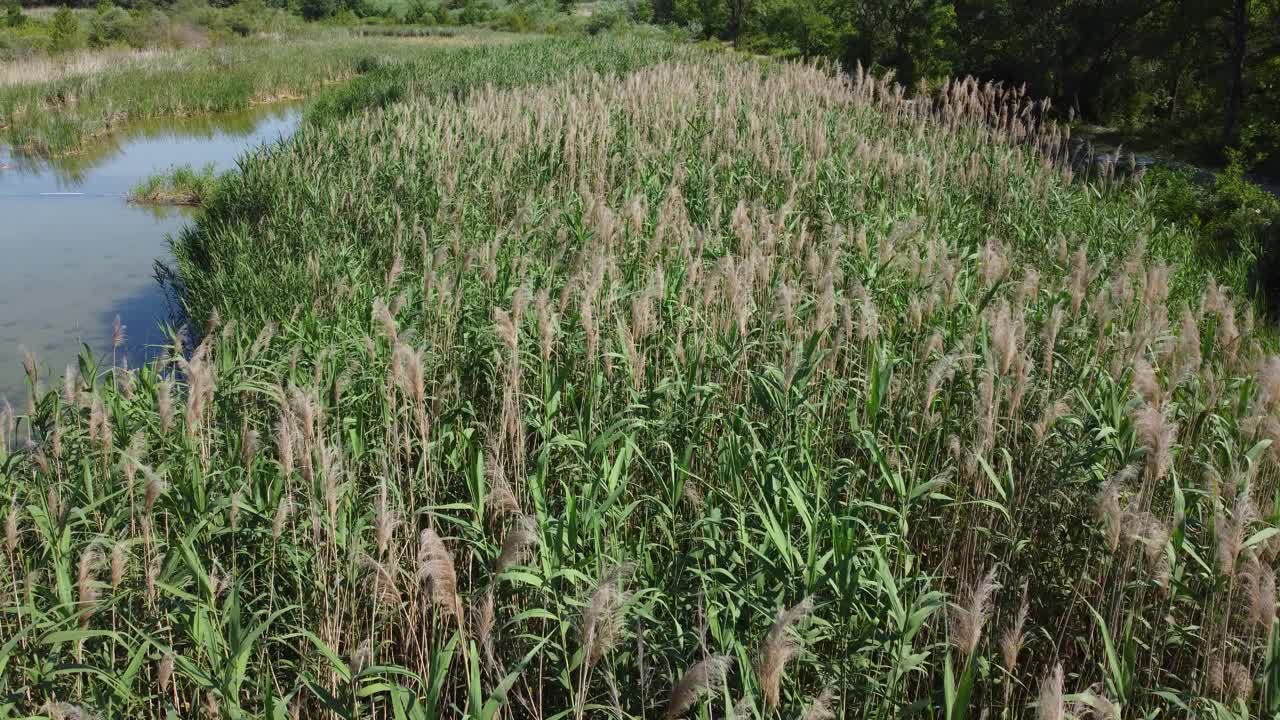 湖边的潘帕斯草原视频素材