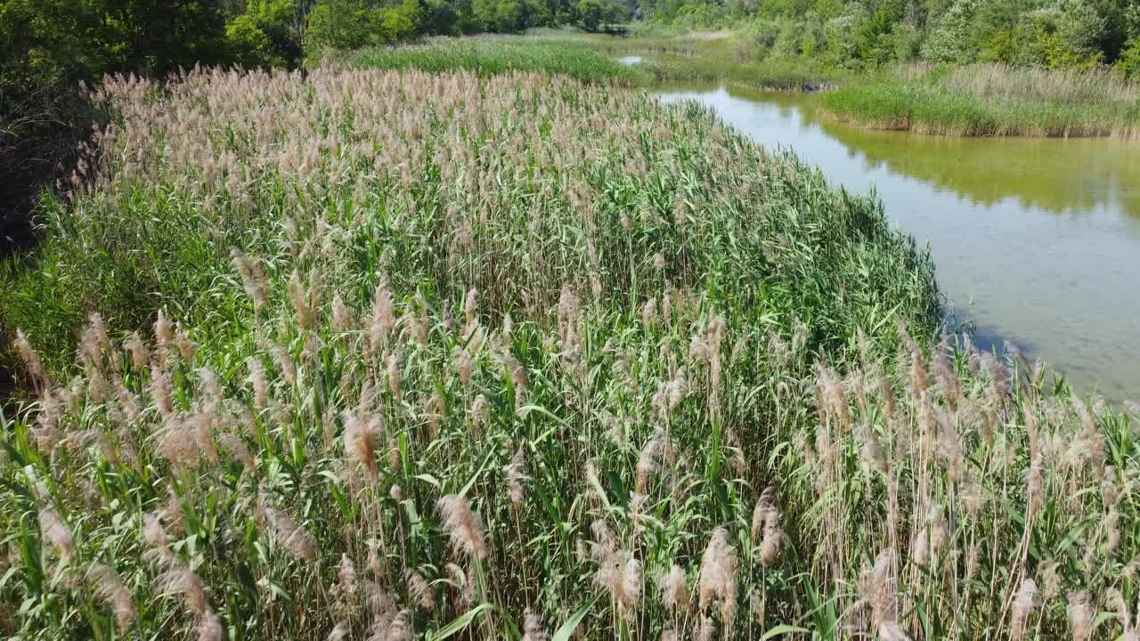 湖里有蒲苇草视频素材