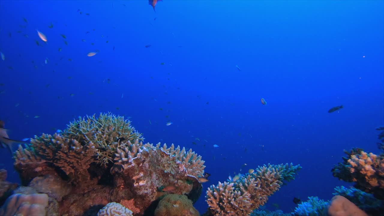 鱼的海洋花园视频素材