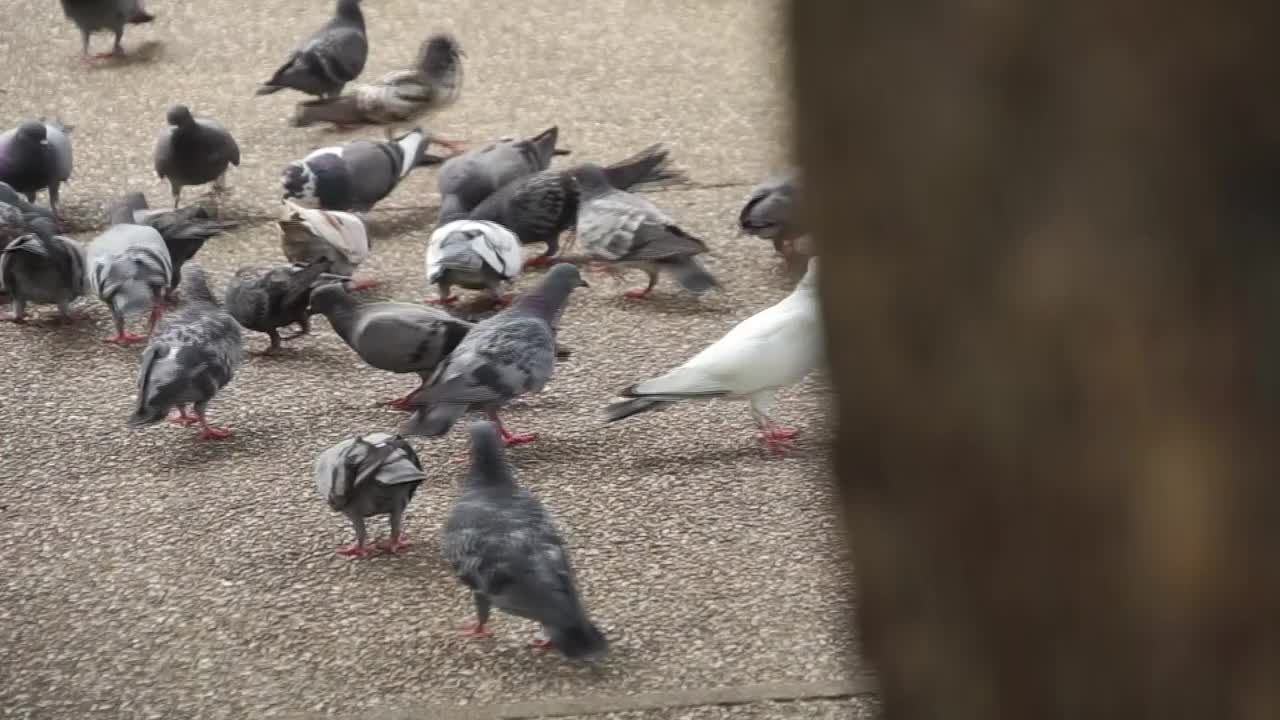 鸽子在当地公园进食视频素材