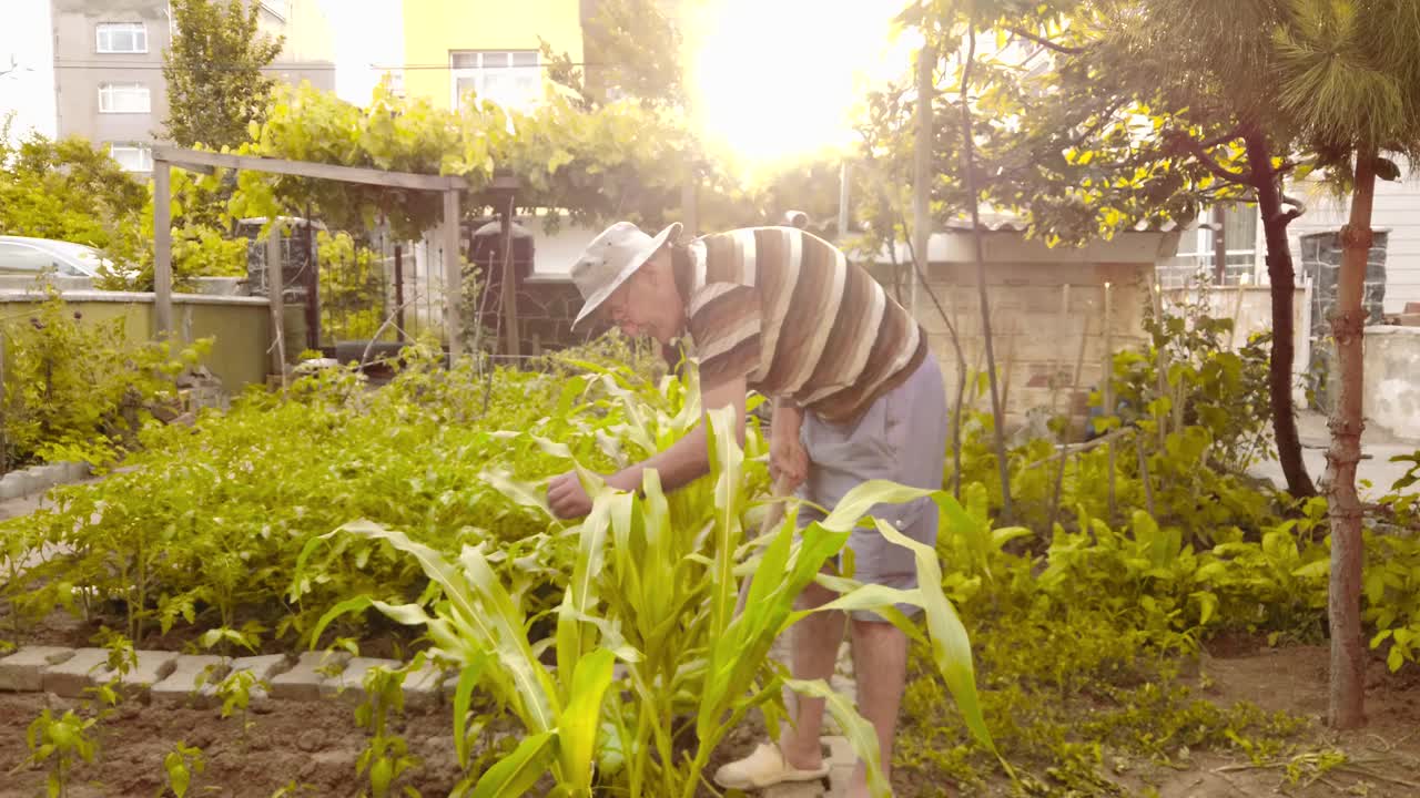 年长的农民在花园里照料植物视频素材