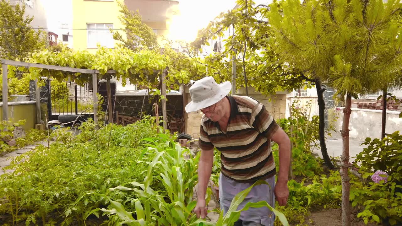 一位年长的农夫在花园里用喷壶给植物浇水视频素材