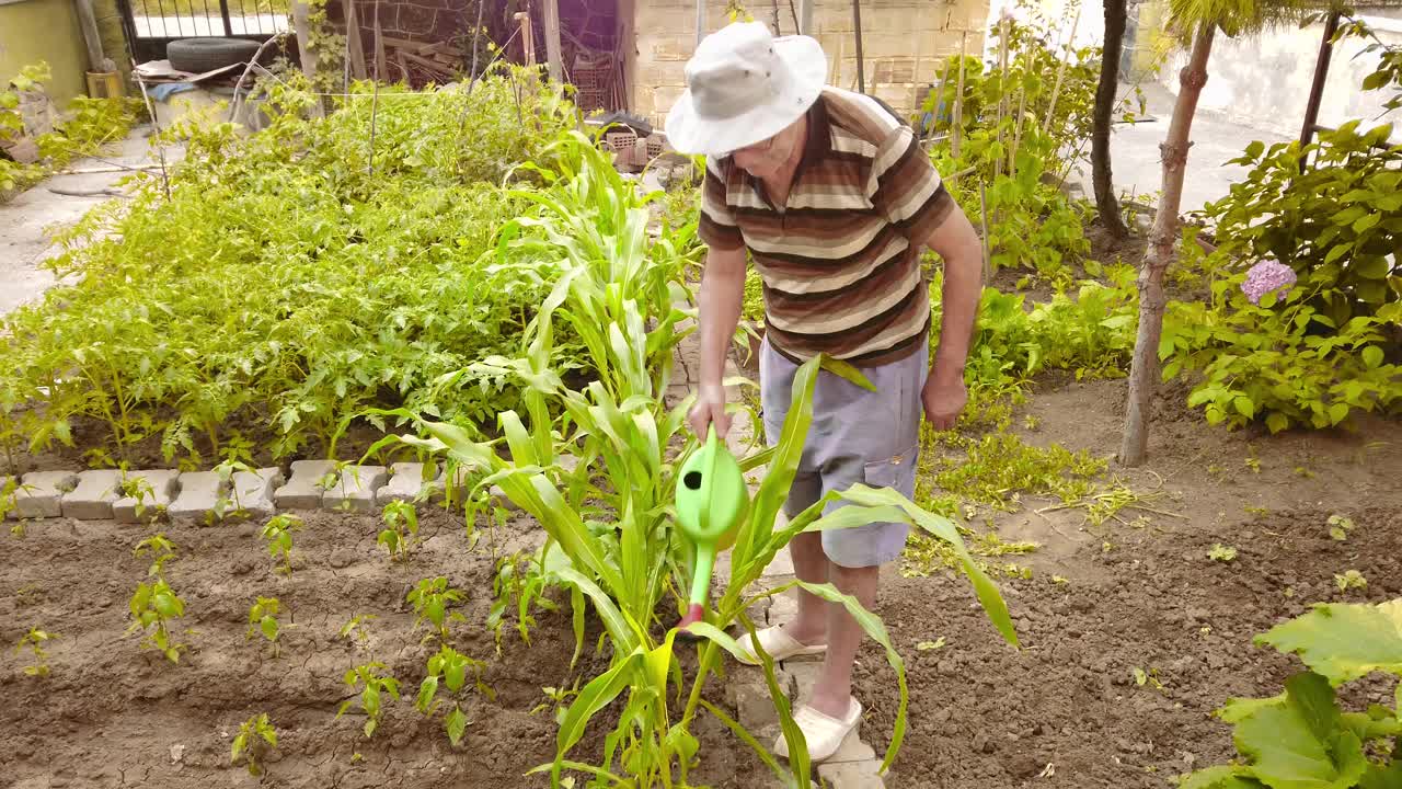 一位年长的农夫在花园里用喷壶给植物浇水视频素材