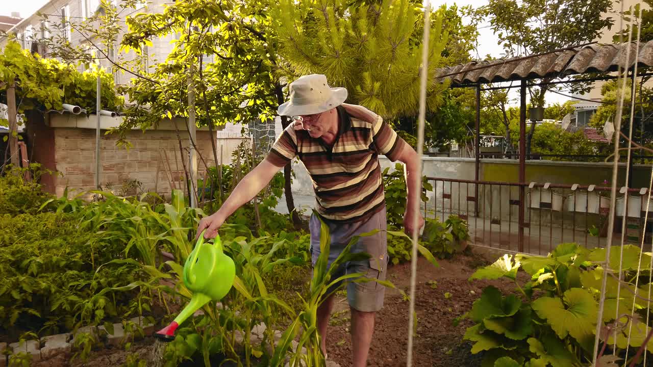 一位年长的农夫在花园里用喷壶给植物浇水视频素材