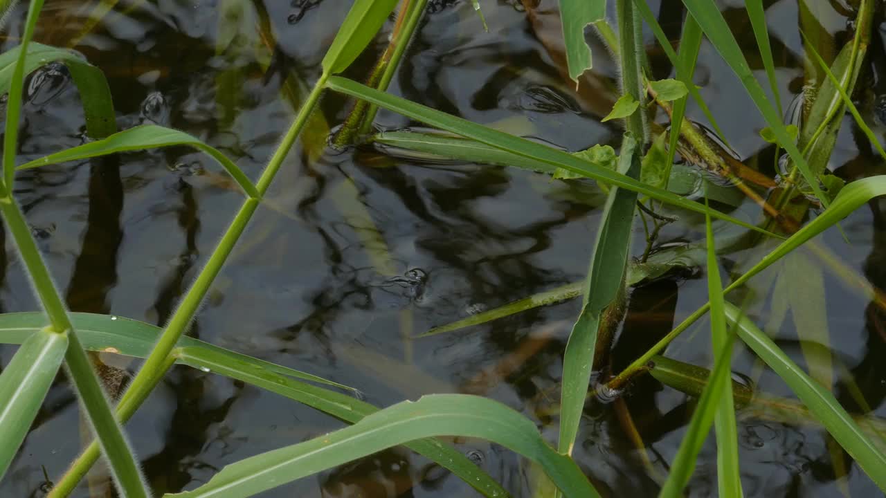 鱼在游泳，张开嘴呼吸氧气。视频素材