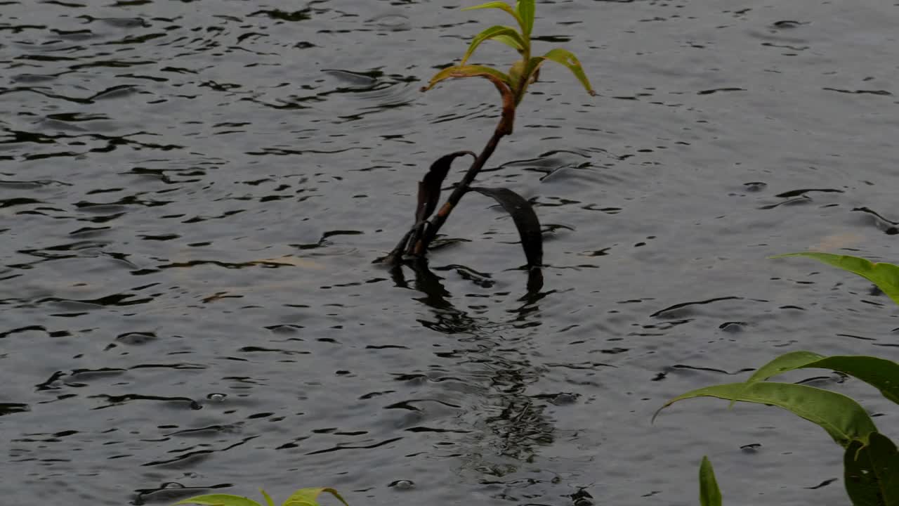 鱼在游泳，张开嘴呼吸氧气。视频素材